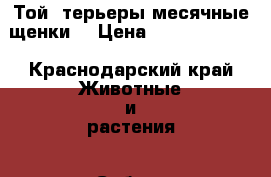 Той- терьеры,месячные щенки. › Цена ­ 7.0006.000. - Краснодарский край Животные и растения » Собаки   